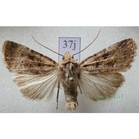 Chersotis multangula (Hübner, 1803) male Czech37j